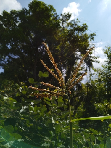 Zea luxurians
