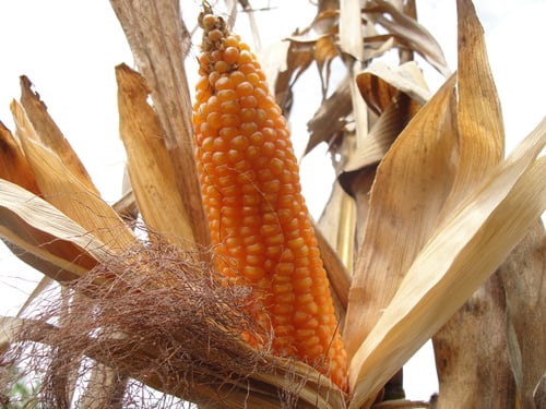Zea mays (Corn) — photo