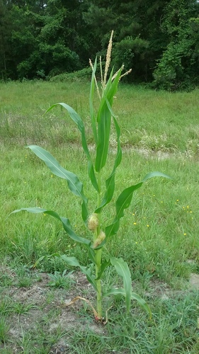 Corn