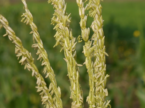 Zea mexicana (Teosinte) — photo