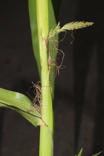 Zea mexicana (Teosinte) — photo