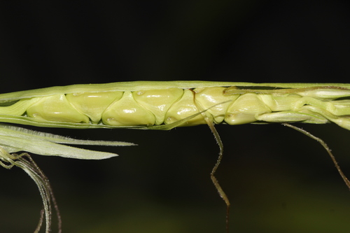Zea mexicana