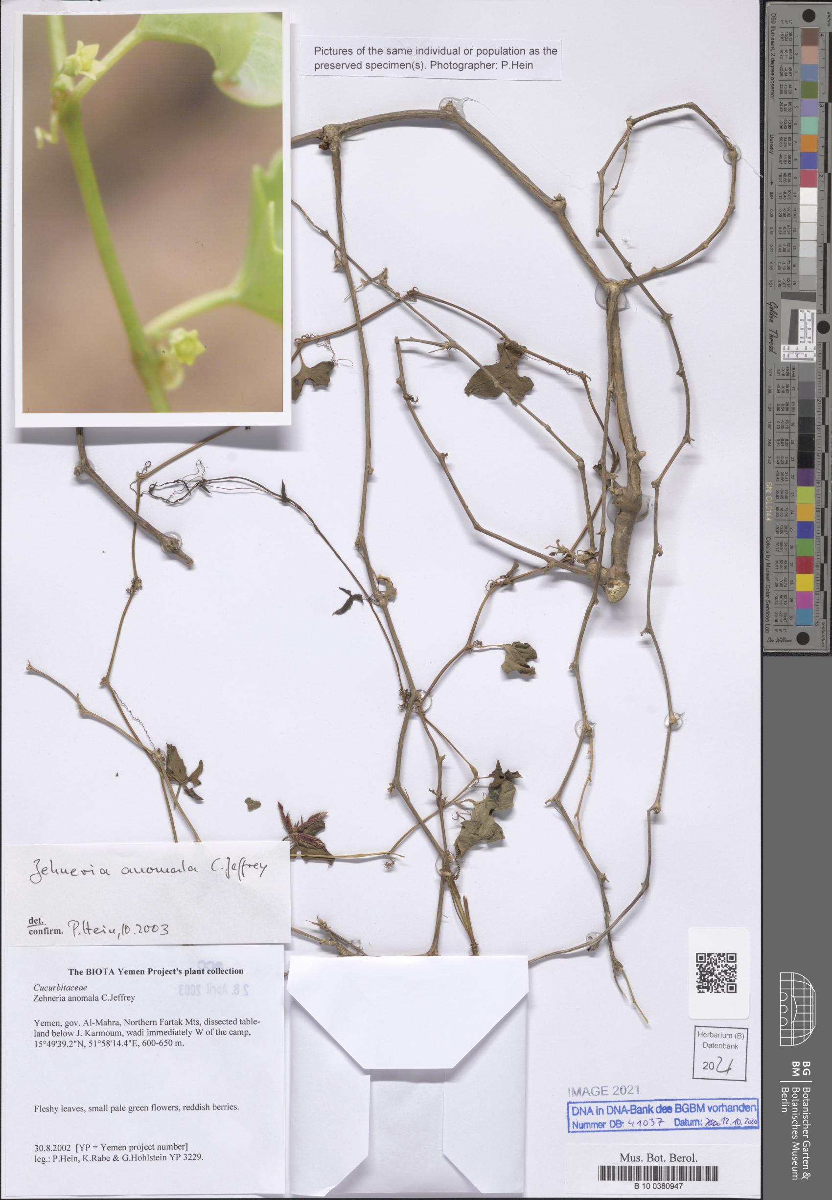 Zehneria anomala