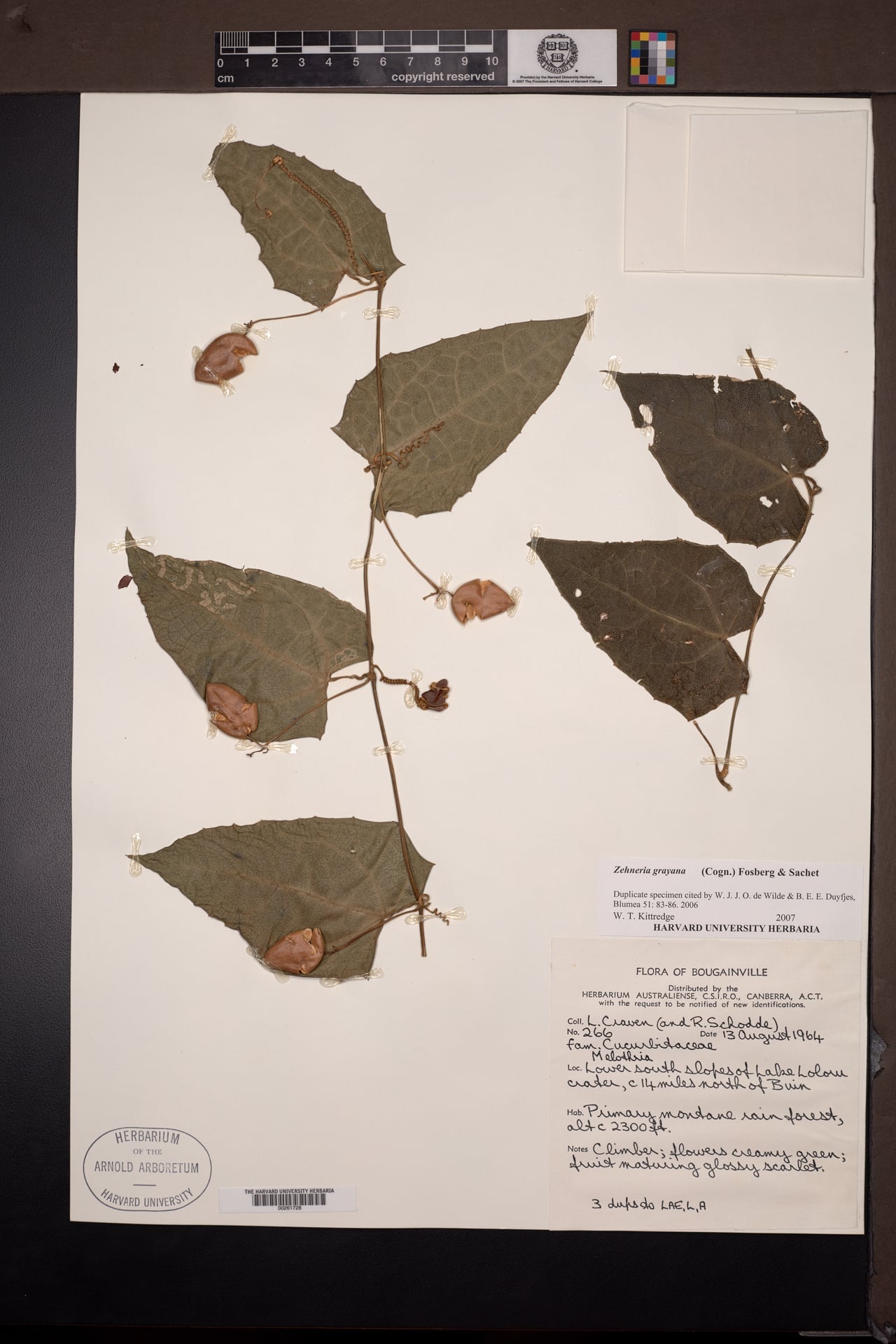 Zehneria grayana