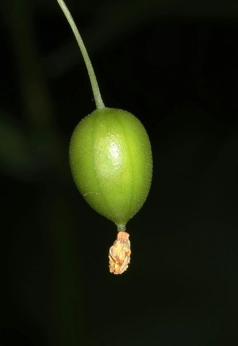 Zehneria japonica (Chum-thang) — photo