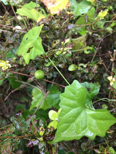 Zehneria japonica (Chum-thang) — photo
