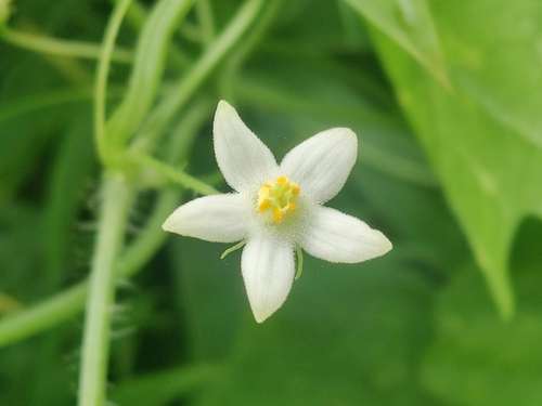Zehneria japonica