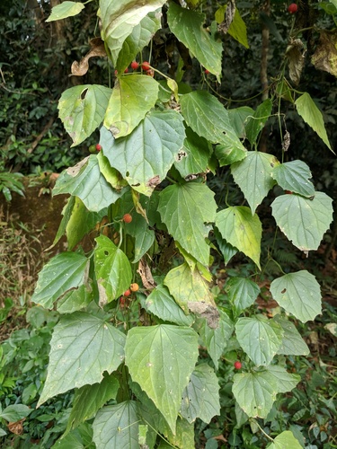 Zehneria maysorensis — photo
