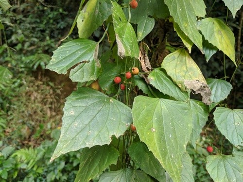 Zehneria maysorensis