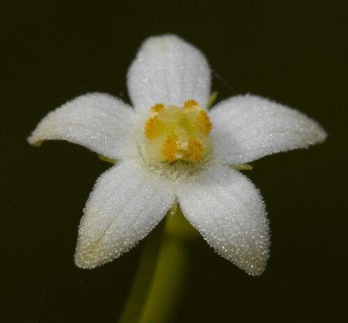 Zehneria odorata — photo