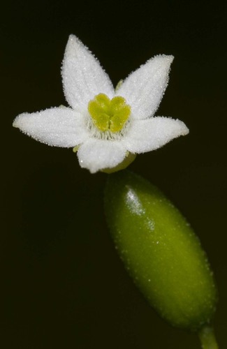 Zehneria odorata