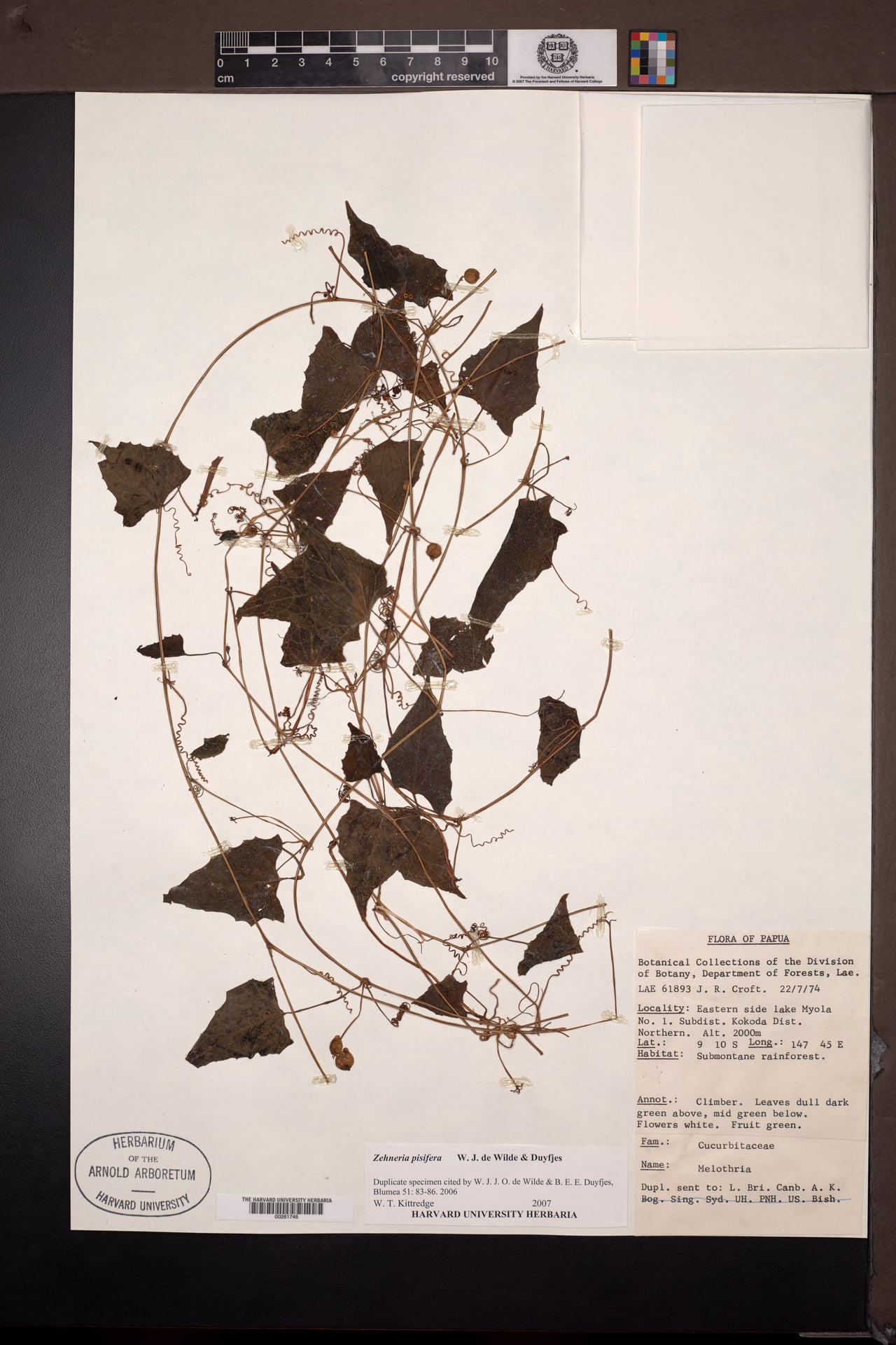 Zehneria pisifera — photo