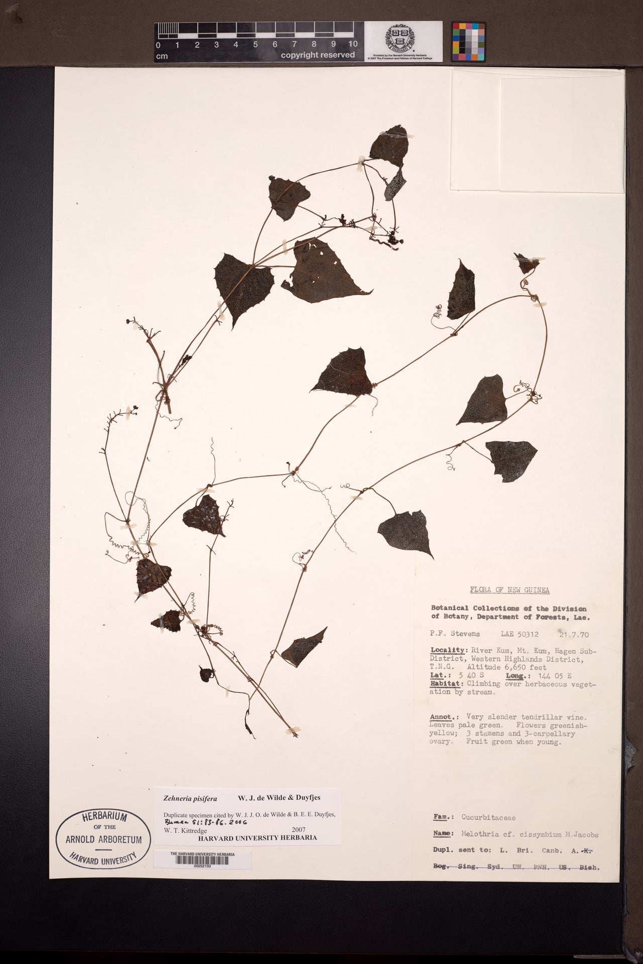 Zehneria pisifera — photo