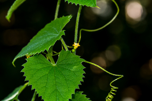 Zehneria scabra