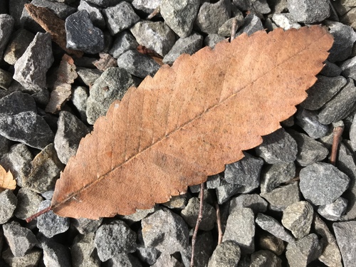 Zelkova serrata (Japanese zelkova) — photo