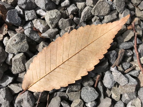 Zelkova serrata (Japanese zelkova) — photo