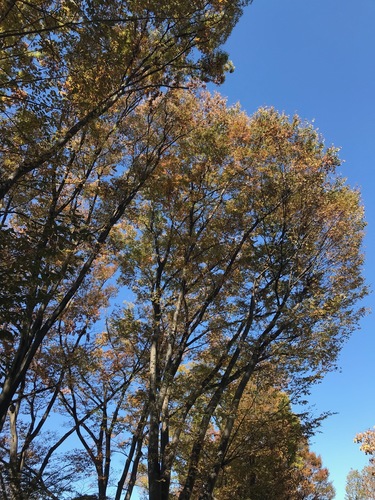 Zelkova serrata