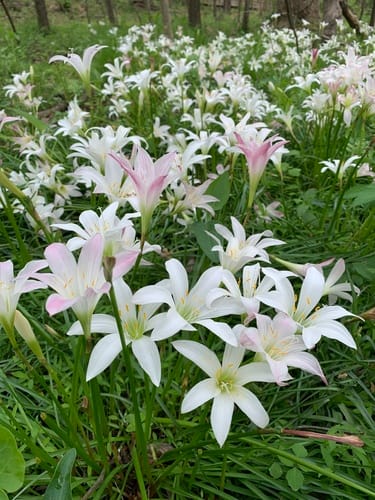 Zephyranthes atamasco (Atamasco lily) — photo
