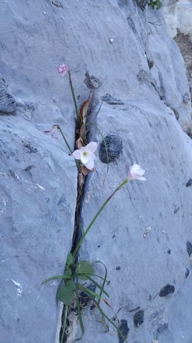 Zephyranthes lindleyana (Rain lily) — photo
