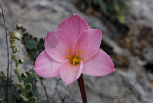 Zephyranthes lindleyana