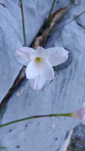 Zephyranthes lindleyana (Rain lily) — photo