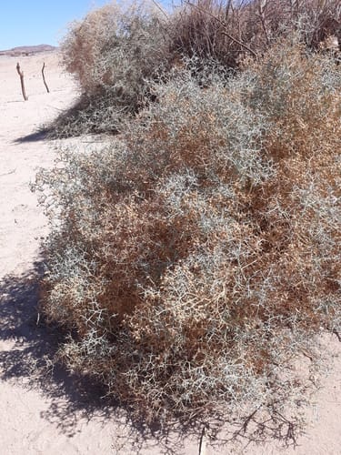 Zilla spinosa subsp. spinosa — photo