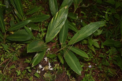 Zingiber densissimum — photo
