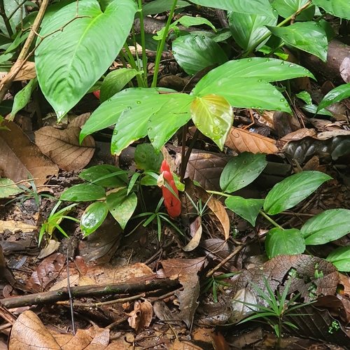 Zingiber griffithii — photo