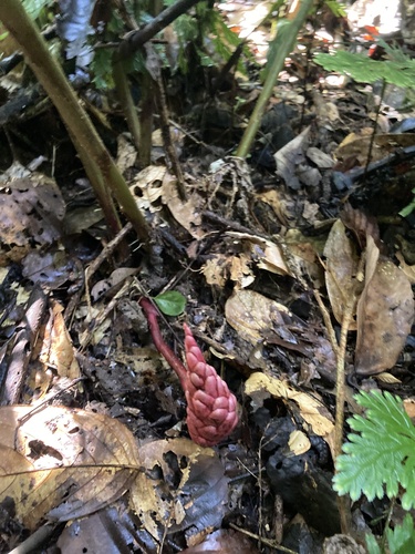 Zingiber griffithii