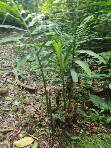 Zingiber kelabitianum (Tubu berak) — photo