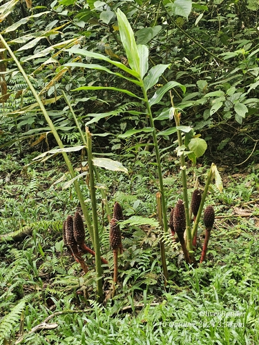 Zingiber kelabitianum (Tubu berak) — photo