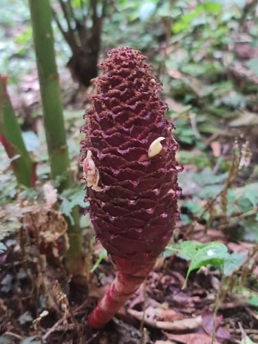 Zingiber kelabitianum