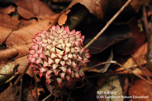 Zingiber longipedunculatum (Ligun) — photo