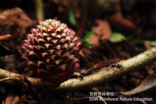 Zingiber longipedunculatum (Ligun) — photo
