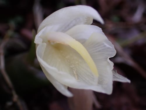 Zingiber mioga (Myoga ginger) — photo