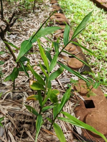 Zingiber montanum (Purple ginger) — photo