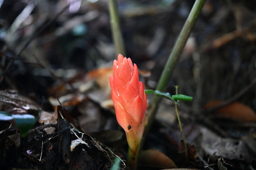 Zingiber neotruncatum