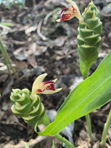 Zingiber officinale (Ginger) — photo