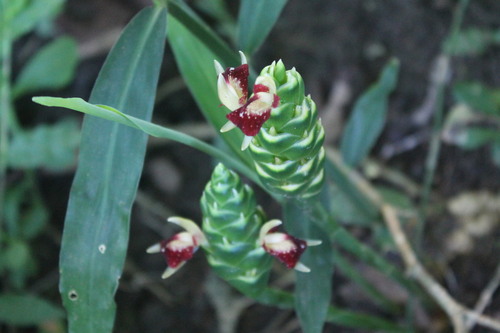 Zingiber officinale (Ginger) — photo