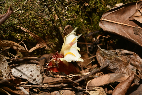 Zingiber orbiculatum