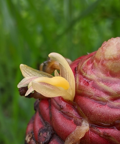 Zingiber ottensii (Black ginger) — photo