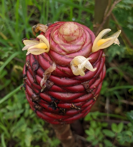 Zingiber ottensii (Black ginger) — photo