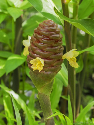 Zingiber ottensii