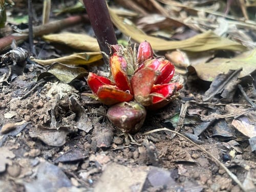 Zingiber roseum (Indian ginger) — photo