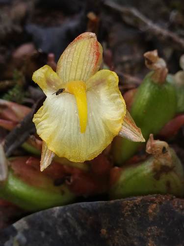 Zingiber roseum