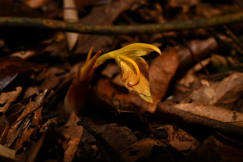 Zingiber smilesianum