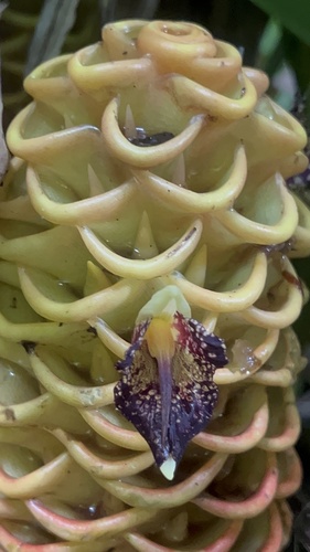 Zingiber spectabile (Beehive ginger) — photo
