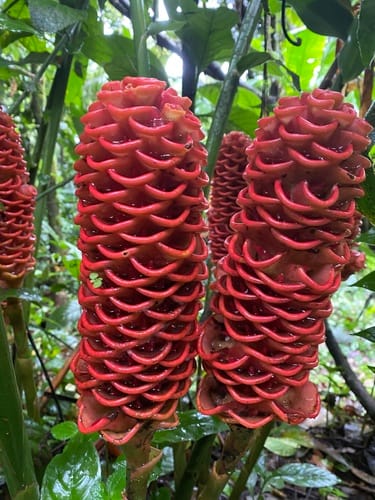 Zingiber spectabile (Beehive ginger) — photo