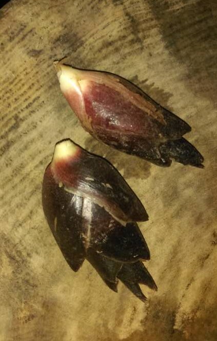 Zingiber striolatum — photo