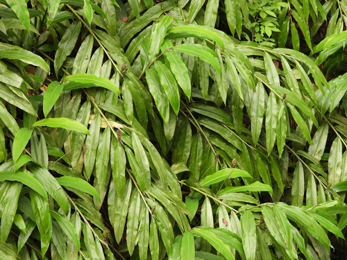 Zingiber striolatum